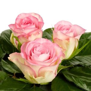 ROSE LOVELY JEWEL KENIA 40
